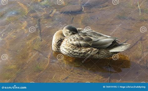 Sleepy Duck In The River Norway Stock Image Image Of Duck Brown