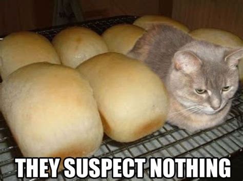 70 Funny Cat Memes Everyone Can Relate To BayArt