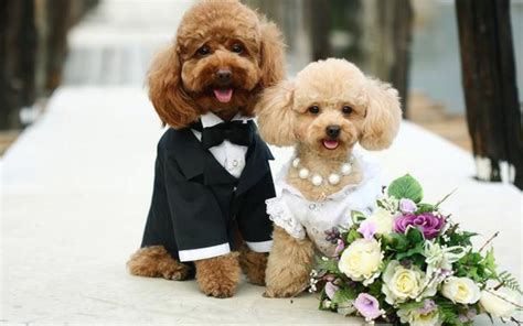 Pin By Michon Nicholls On Puppy Love Dog Marriage Puppy Wedding