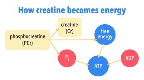 Ultimate Guide To Creatine And Its Benefits