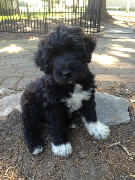 Giant Schnoodles Puppies Carl Riley