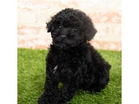 Toy Poodle Dog Female Black 2942328 My Next Puppy