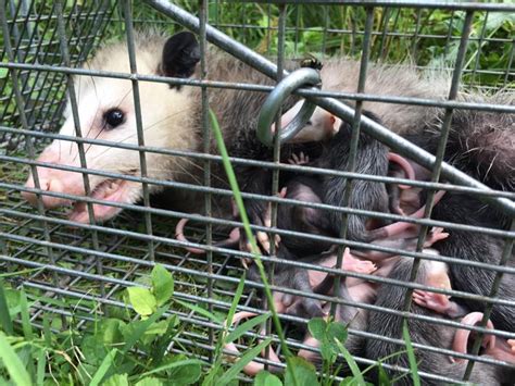 Opossum Removal And Control In Columbus Oh Buckeye Wildlife Solutions