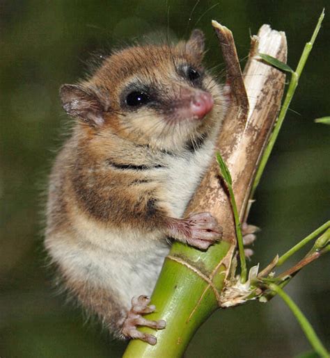 Microbiotherias single representative was the colocolo opossum or monito del monte. Monito Del Monte | Hábitat - Patagonia
