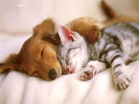 Cute Dogs And Cats Sleep Together Photos Best Image