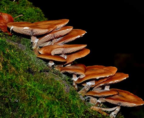 Free Picture Fungus Mushroom Nature Moss Wood Spore Lichen Tree