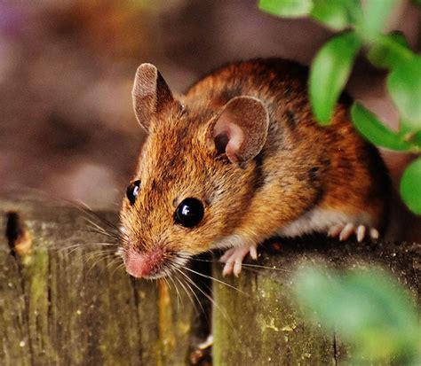 Rodents (rodentia) are a group of mammals that includes squirrels, dormice, mice, rats, gerbils, beavers, gophers, kangaroo rats, porcupines the cellulose rodents eat is processed in a structure called the caecum. Rodent Removal Tampa | Rodent Control Tampa | Naturzone