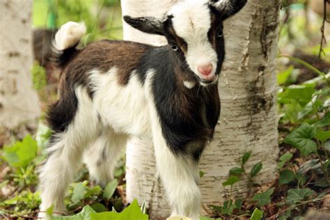 Nigerian Dwarf Goat Cute Goats Goats Dwarf Goats