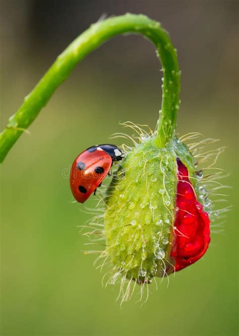 Logiciels educatifs, dactylographie, langues en ligne et photos de nature. Épinglé sur Poppies