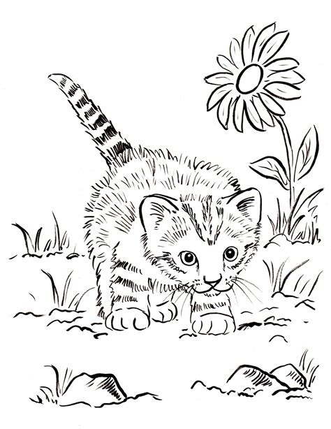 Detailed Cat Coloring Pages At Free Printable