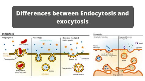 Difference Between Endocytosis And Exocytosis Endocytosis Vs Exocytosis