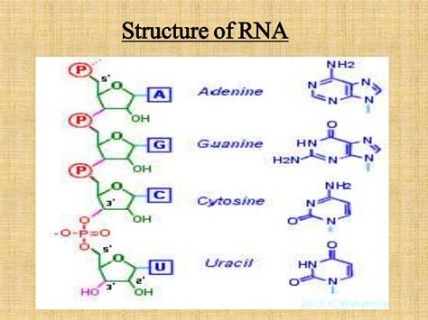 Structure Types And Function Of RNA