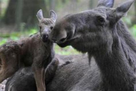 ‘moose Sex Project In Canada Gets Giant Land Donation Creates