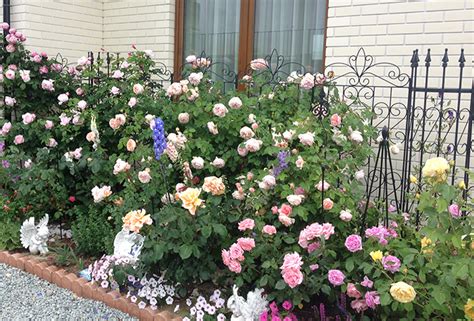 バラを仕立てて庭を華やかに。誘引トレリスご紹介 青山ガーデンの庭くらし