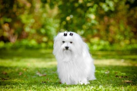 20 Razas De Perros Pequeños Blancos ¡descúbrelos