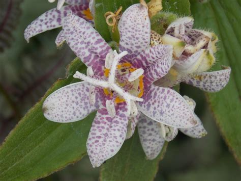 Toad Lily Lily Plants Pictures