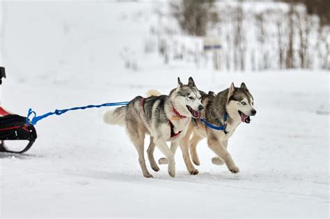 Running Husky Dog On Sled Dog Racing Stock Photo Image Of Purebred