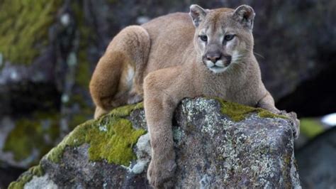 The Real Sound Of A Mountain Lion Screaming Is Absolutely Terrifying