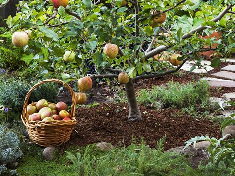 Fruit Trees Home Gardening Apple Cherry Pear Plum Fruit Trees For