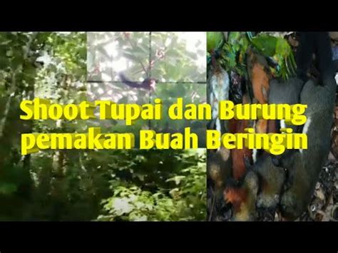 Berburu burung dan tupai makan buah beringin - YouTube
