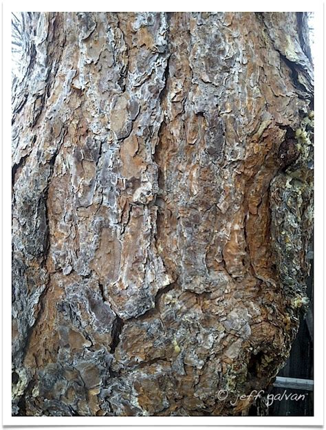 Scotch Pine Bark Boulder Tree Care Pruning And Tree Removal Services