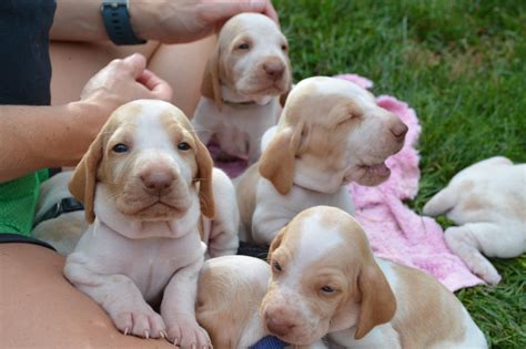 Bracco Italiano Puppies For Sale Slate Lick Gundogs