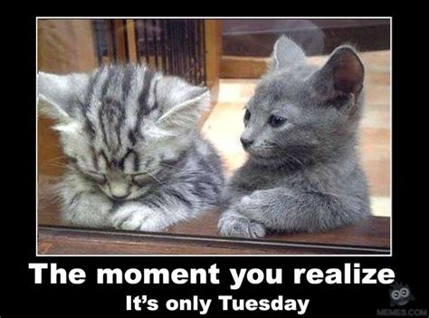 See these funny tuesday memes. Only Tuesday | IGN Boards