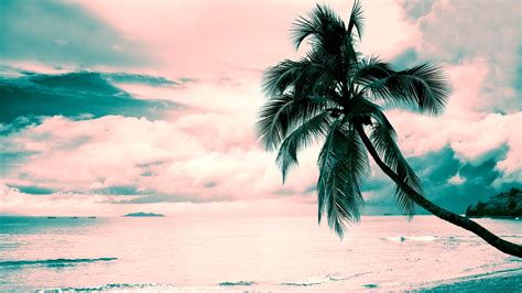 Green Coconut Tree Beach Pink Turquoise Coconut Palms Hd Wallpaper