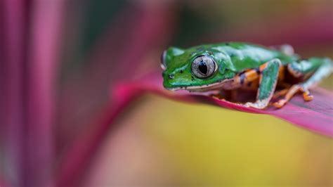 Photo Frogs Bokeh Animal Closeup 1920x1080