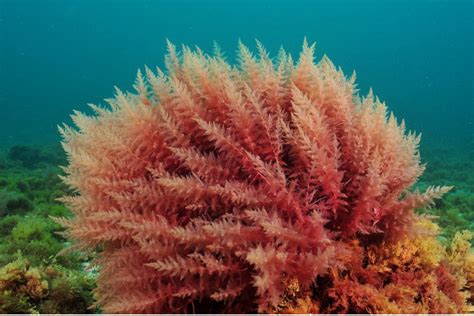 Marine Gardens Types Of Plants Found In The Ocean