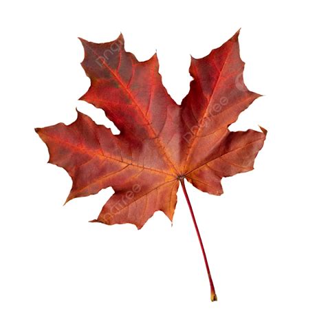 Red Maple Leaf Isolated On White Background Isolated Autumn Vibrant