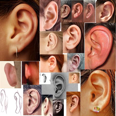 Human Ears Collage Anatomy For Artists Anatomy Reference Body