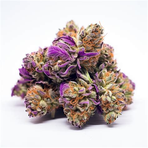 Purple Urkle Strain Feminized Cannabis Seeds Rocket Seeds