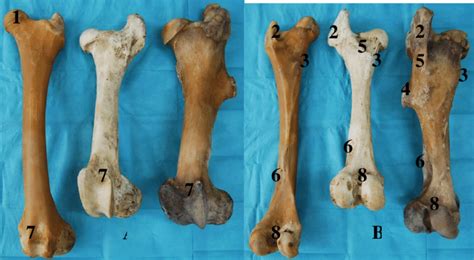 Forever horses anatomy of the equine hindleg. The femur in camel, cow and mare (from left to right): A ...