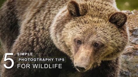 Simple Photography Tips For Wildlife Youtube
