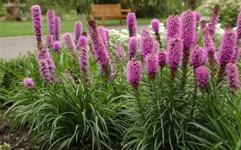 This Is What Inspires Me Mail Order Wish List Liatris Spicata
