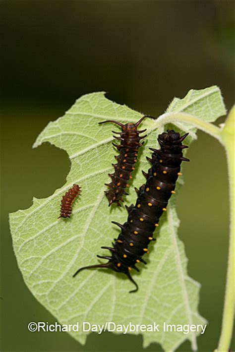 I'm trying to print a document 99kb and i get the message: Pipevine Swallowtail catepillars on host plant-Dutchman's ...