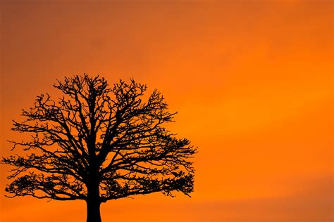 Sunset Tree Silhouette Free Stock Photo Public Domain