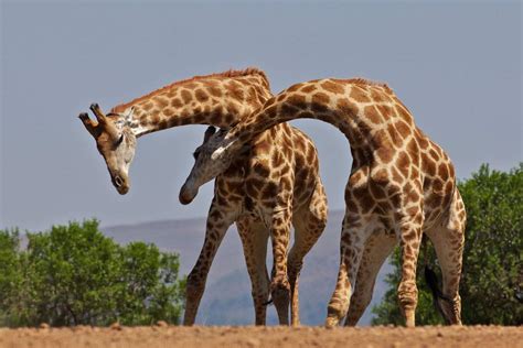Why Giraffes Have Long Necks A Moment Of Science Indiana Public Media