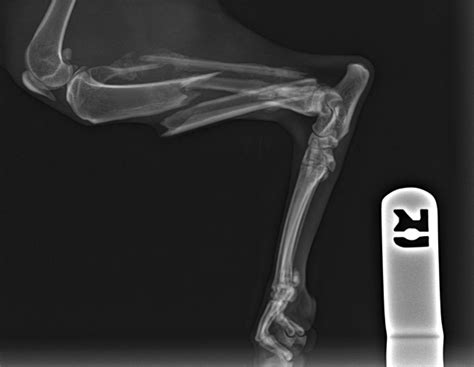 When you arrive at your veterinary hospital your vet will begin emergency treatment which may include intravenous fluids, pain relief, and/or ventilation. BROKEN PELVIS CAT | buyxraysonline