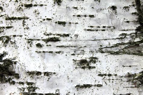 White Birch Bark Closeup Natural Texture Background Stock Image