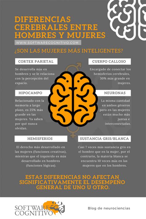 Diferencias En El Cerebro De Hombres Y Mujeres Software Cognitivo