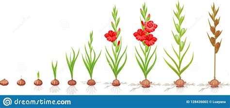 Fundamentais Para A Vida Das Flores