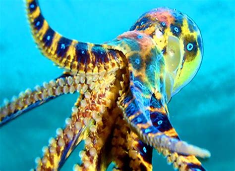 Deadly And Dangerous Ocean Creatures Hubpages