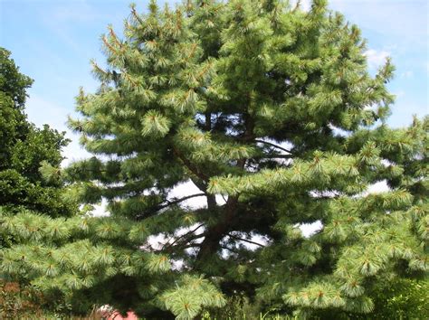 How To Grow Eastern White Pine Growing Eastern White Pine Trees