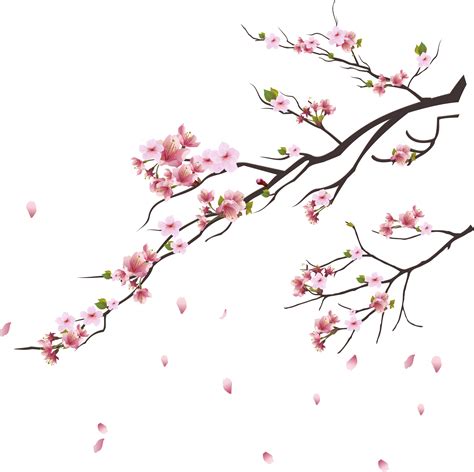 Cherry Blossom Branch Drawing Png Japanese Cherry Blossom Drawing
