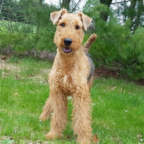 Home Soar Starting Over Airedale Rescue