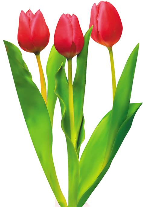 Red Tulip Flower Png Hd Png Mart