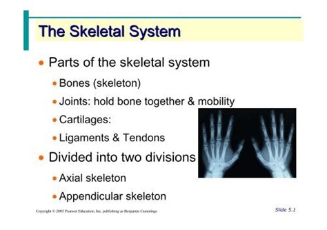 Skeletal System Powerpoint Template