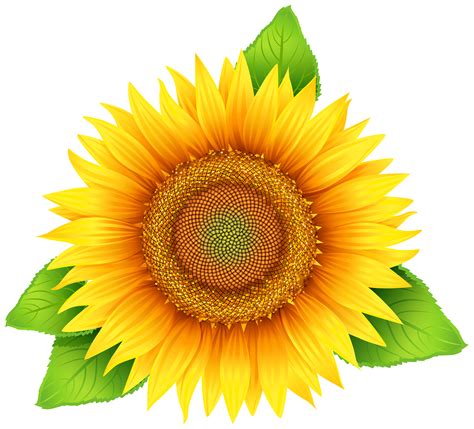 Printable Sunflower Clipart Printable Templates